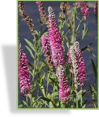 Ehrenpreis, Ähren-Ehrenpreis, Veronica spicata 'Rosea'
