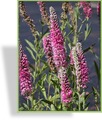 Ehrenpreis, Ähren-Ehrenpreis, Veronica spicata 'Rosea'