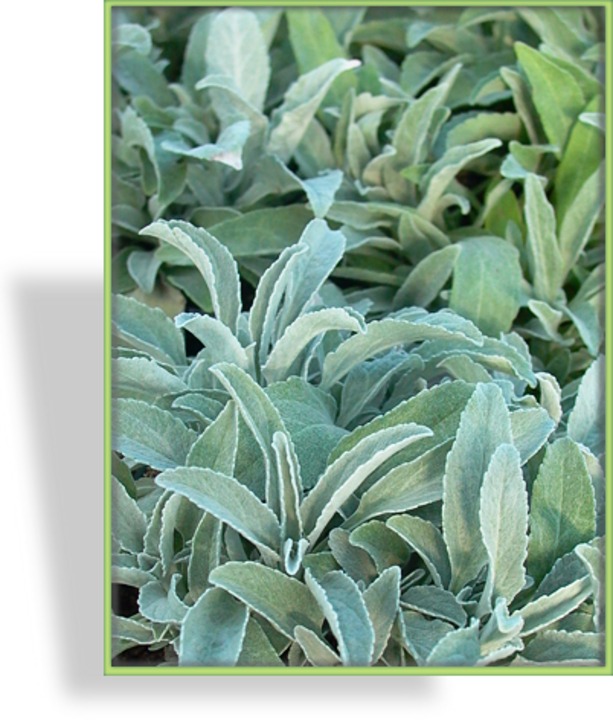 Ehrenpreis, Ähren-Ehrenpreis, Veronica spicata ssp. Incana 'Silbersee'