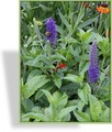 Ehrenpreis, Sumpf-Ehrenpreis, Veronica subsessilis 'Sunny Border Blue'