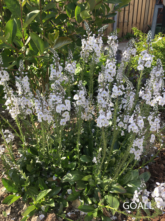 Enzianblättriger Ehrenpreis, Veronica gentianoides 'Tissington White'