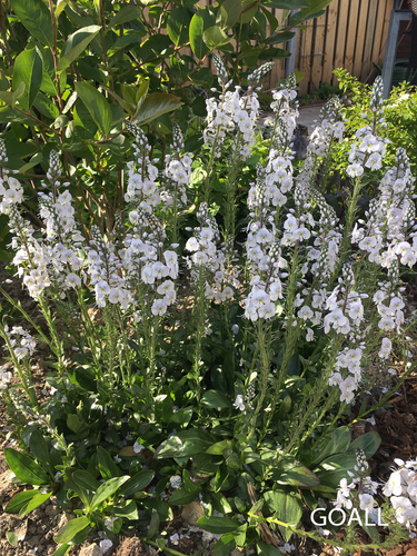 Enzianblättriger Ehrenpreis, Veronica gentianoides 'Tissington White'