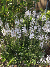 Enzianblättriger Ehrenpreis, Veronica gentianoides 'Tissington White'