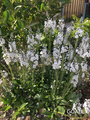 Enzianblättriger Ehrenpreis, Veronica gentianoides 'Tissington White'