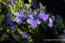 Immergrün, Kleines Immergrün, Vinca minor 'Ralph Shugart'