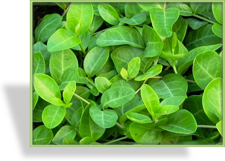 Immergrün, Kleines Immergrün, Vinca minor 'Grüner Teppich'