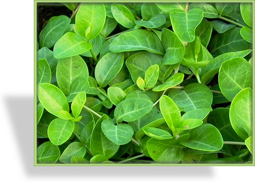 Immergrün, Kleines Immergrün, Vinca minor 'Grüner Teppich'
