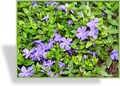 Immergrün, Kleines Immergrün, Vinca minor 'Bowles Variety'