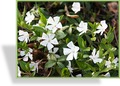 Immergrün, Kleines Immergrün, Vinca minor 'Alba'