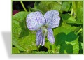 Hornveilchen, Viola sororia 'Freckles'