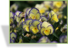 Hornveilchen, Viola cornuta 'Etain'