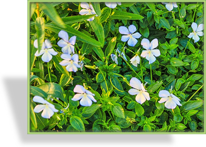 Hornveilchen, Viola cornuta 'Lady Scott'