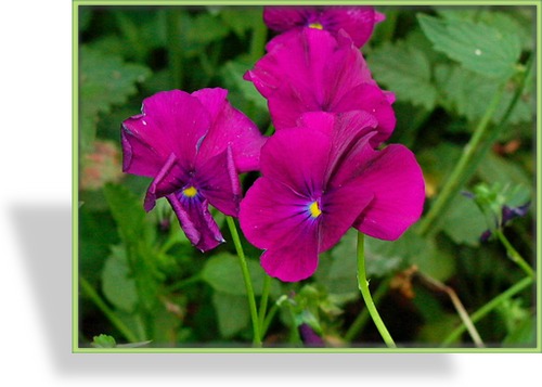 Hornveilchen, Viola cornuta 'Martin'