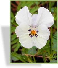 Hornveilchen, Viola cornuta 'Milkmaid'