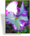 Hornveilchen, Viola cornuta 'Rebecca'