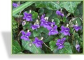 Veilchen, Labrador-Veilchen, Viola labradorica