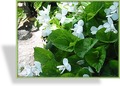 Veilchen, Pfingstveilchen, Viola sororia 'Albiflora'