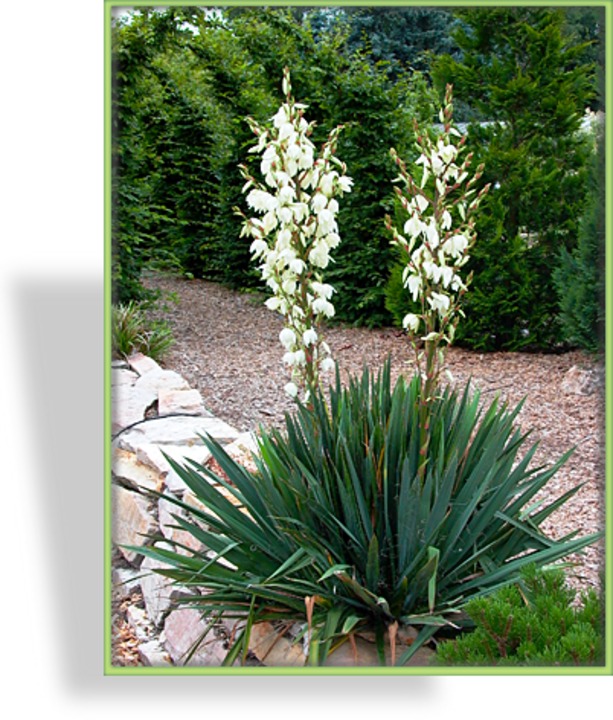 Palmlilie, Yucca filamentosa