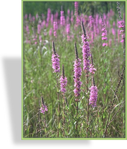 Blutweiderich, Lythrum virgatum 'Mordens Pink'