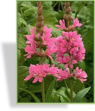 Blutweiderich, Lythrum salicaria 'Robin'