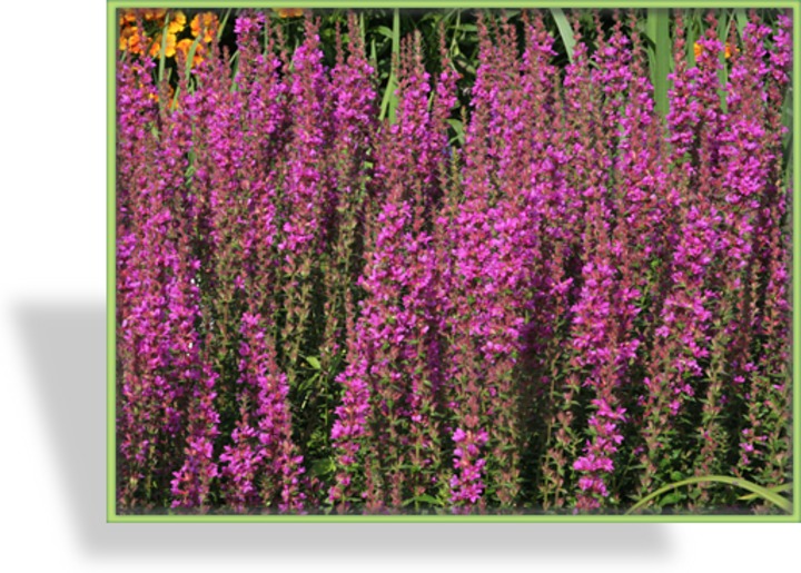 Blutweiderich, Lythrum virgatum 'Dropmore Purple'