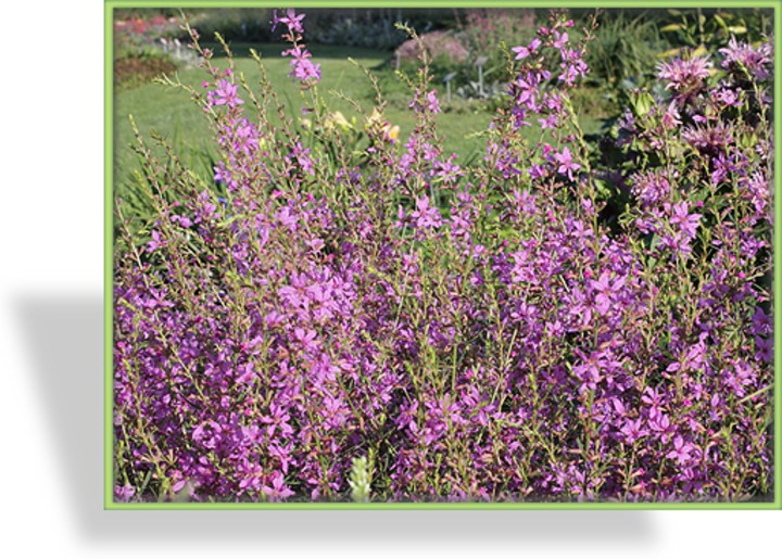 Blutweiderich, Lythrum virgatum 'Swirl'