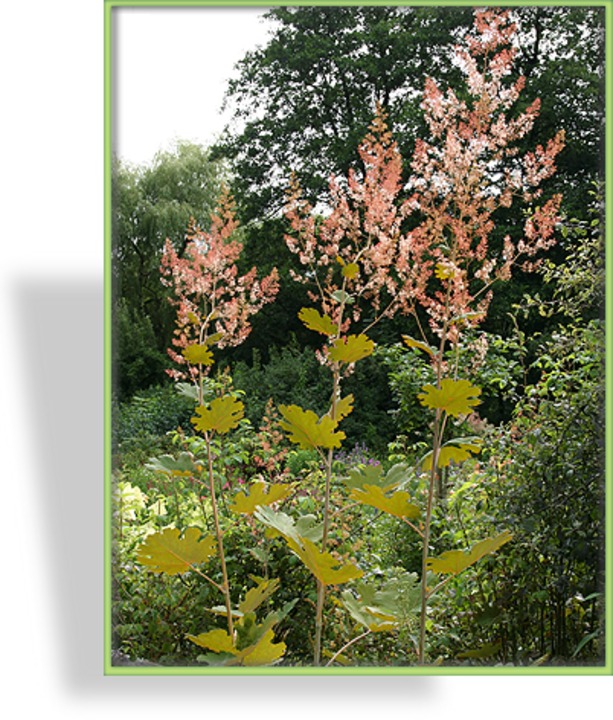 Federmohn, Macleaya cordata