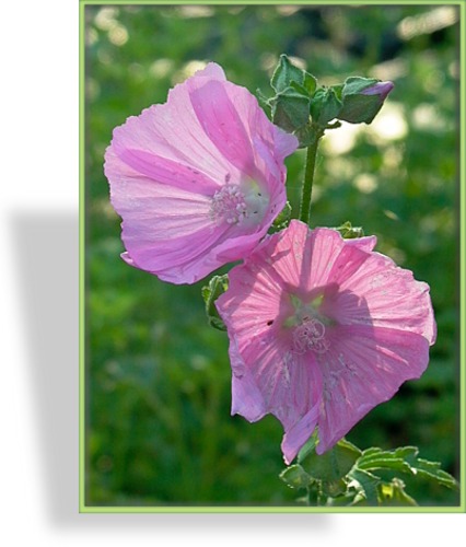 Malve, Moschusmalve, Malva moschata