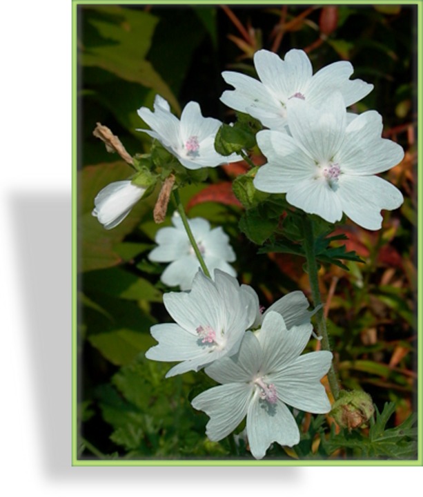 Malve, Moschusmalve, Malva moschata 'Alba'