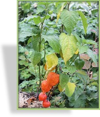 Lampionblume, Physalis franchetti 'Zwerg'