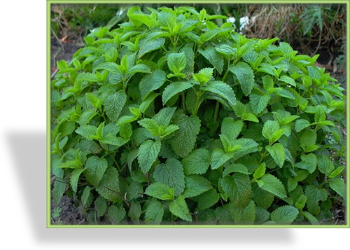 Melisse, Zitronenmelisse, Melissa officinalis