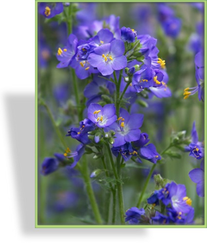 Jakobsleiter, Polemonium caeruleum