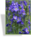 Jakobsleiter, Polemonium caeruleum