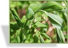 Salomonsiegel, Polygonatum commutatum