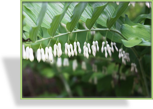 Salomonsiegel, Polygonatum multiflorum