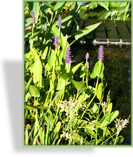 Hechtkraut, Pontederia cordata