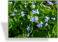 Sumpfvergissmeinnicht, Myosotis palustris