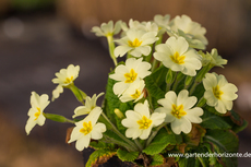 Schlüsselblume, Kissenprimel, Primula vulgaris
