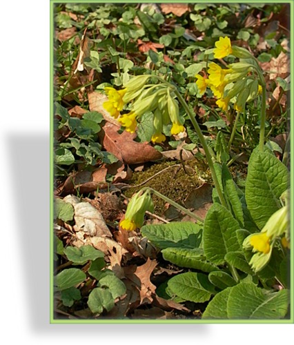 Schlüsselblume, Echte Schlüsselblume, Primula veris