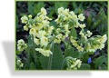 Schlüsselblume, Echte Schlüsselblume, Primula elatior (Wildform)