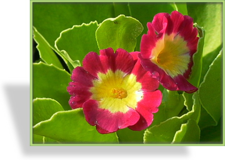 Aurikel, Gartenaurikel, Primula pubescens