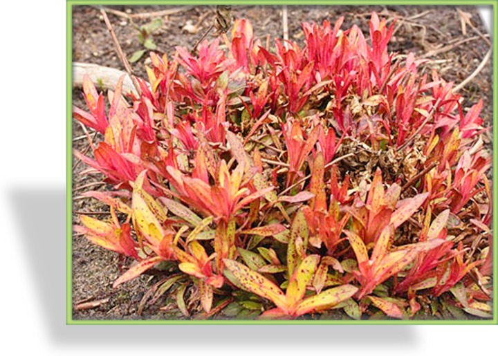 Nachtkerze, Oenothera tetragona 'Erica Robin'