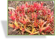 Nachtkerze, Oenothera tetragona 'Erica Robin'