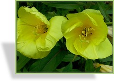 Nachtkerze, Oenothera hybride 'African Sun'