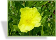 Nachtkerze, Oenothera tetragona