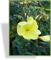 Nachtkerze, Oenothera missouriensis