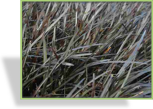 Schlangenbart, Ophiopogon planiscapus 'Nigrescens'
