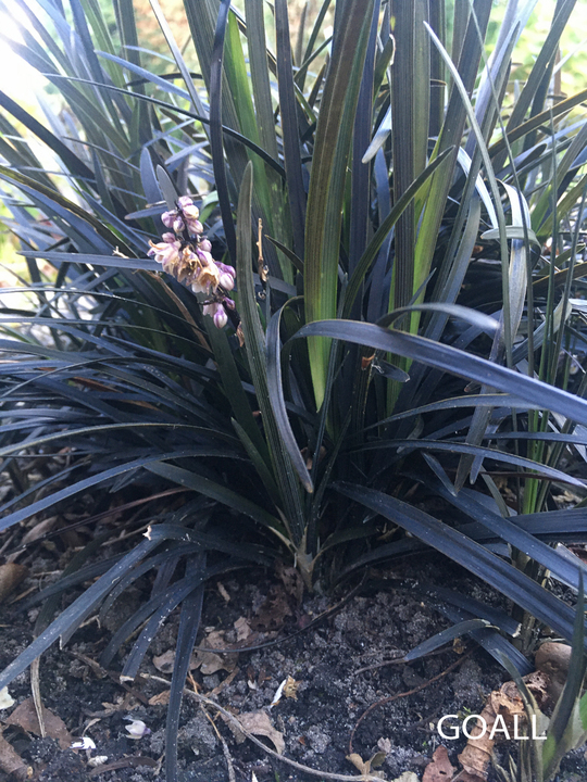 Dunkelblättriger Schlangenbart, Ophiopogon planiscapus 'Black Dragon'