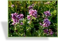 Majoran, Wilder Majoran, Origanum vulgare