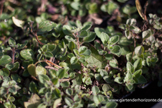 Heidegünsel, Oregano, Origanum vulgare ssp. hirtum